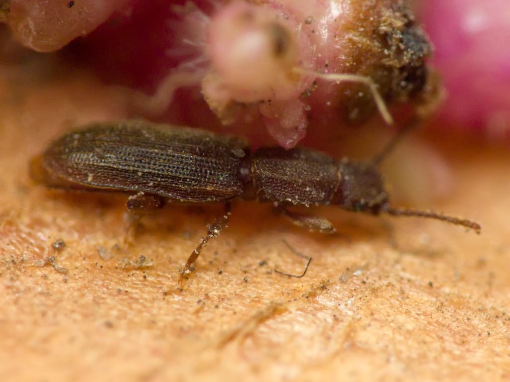 Oryzaephilus surinamensis (Linnaeus, 1758)